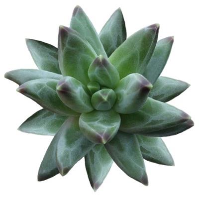 Pachyphytum compactum rose