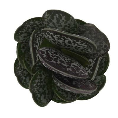 Adromischus trigynus