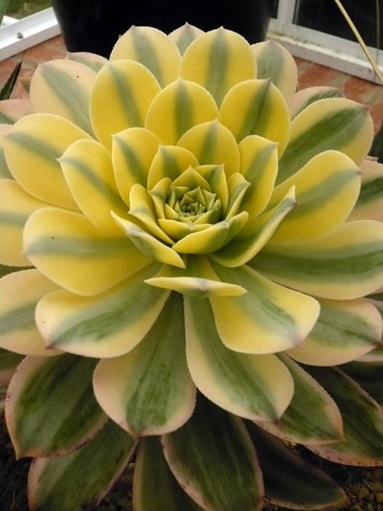 Aeonium davidbrammelli 'Sunburst'