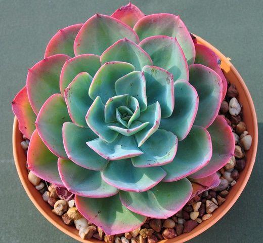 Echeveria Pink Edge