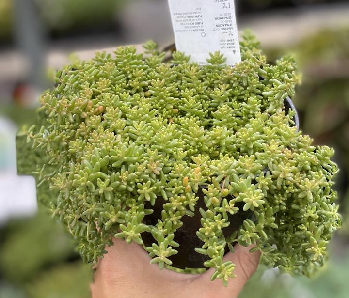 Sedum Ocean Reef