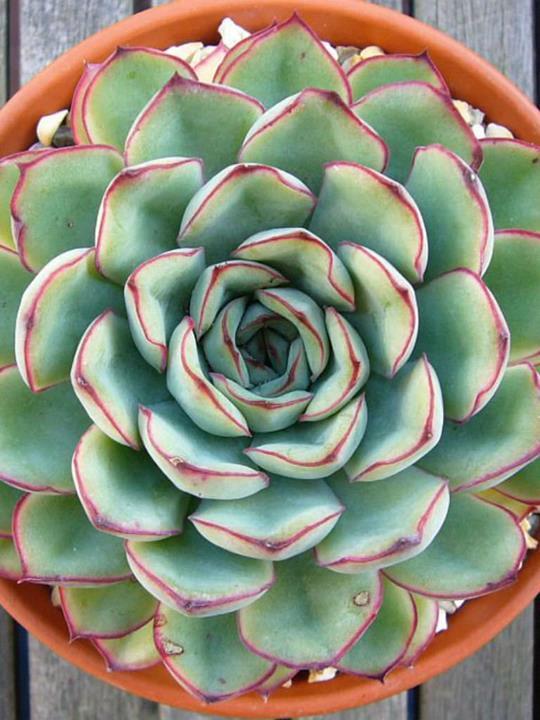 Echeveria pulidonis 'Red Edge'