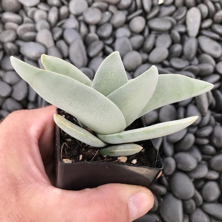 Crassula Falcata