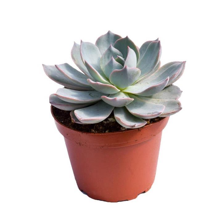 Echeveria Subsellis blue