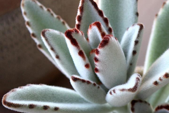 Kalanchoe tomentosa Ling Ling™