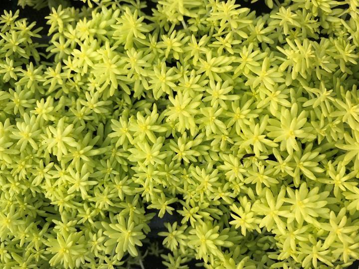 Sedum hybrid 'Fine Leaf God'