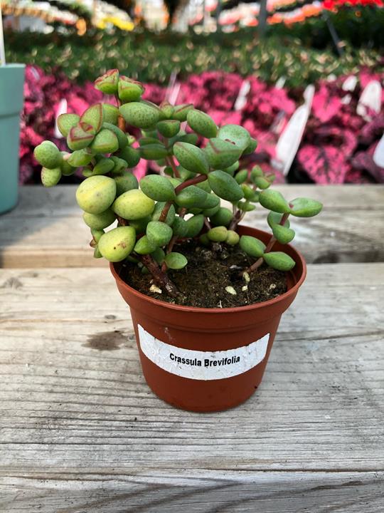 Crassula Brevifolia