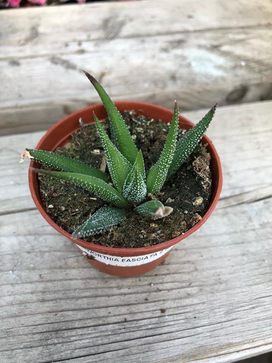 Haworthia fasciata