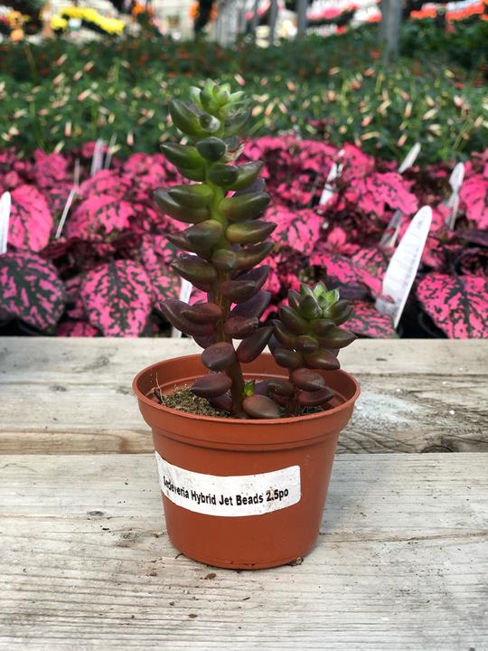 Sedeveria hybrid 'Jet Beads'