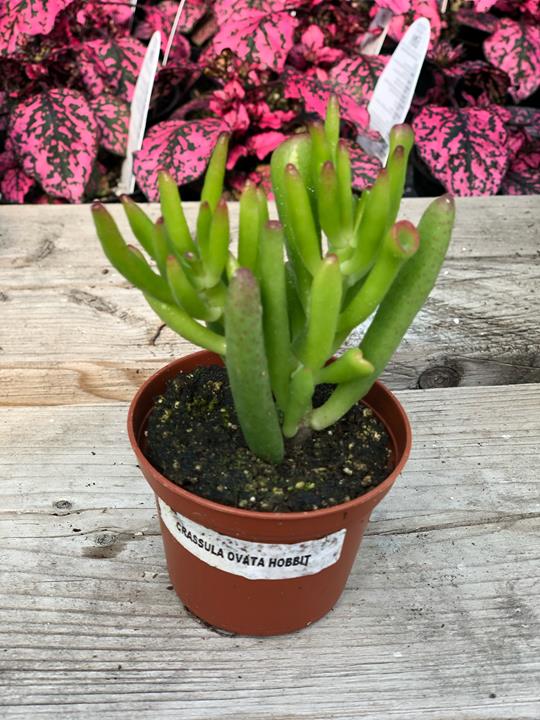 Crassula ovata ‘Hobbit’