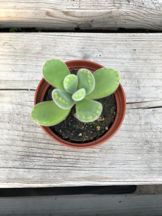 Cotyledon tomentosa