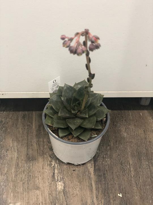 Echeveria purpusorum