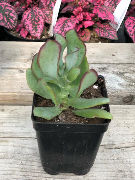 Crassula ovata undulata 'Sunset Curls'