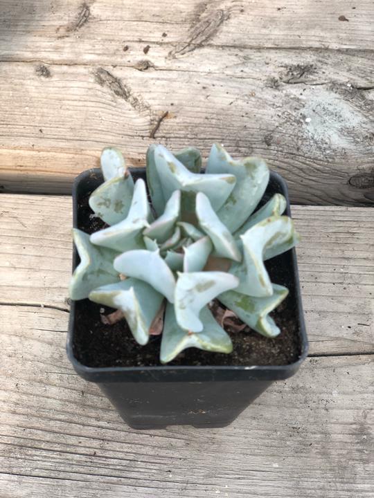 Echeveria runyonii ‘Topsy Turvy’