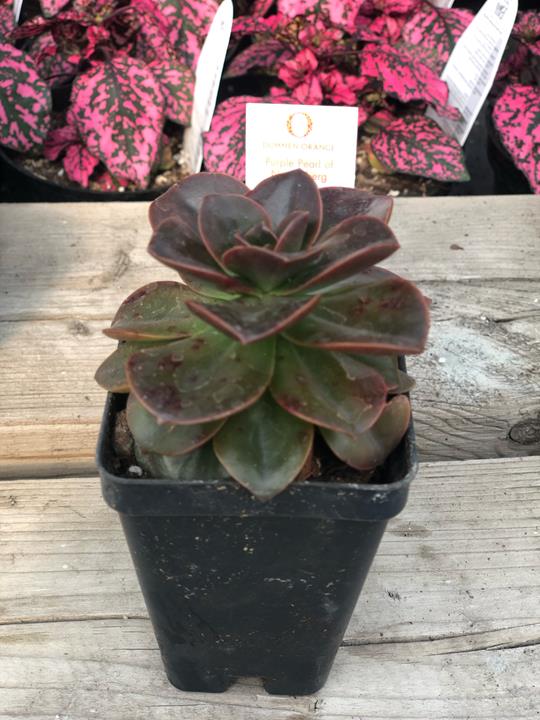 Echeveria 'Black Prince'