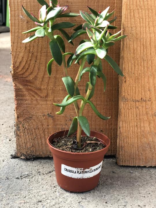 Crassula platyphylla 'Burgundy'