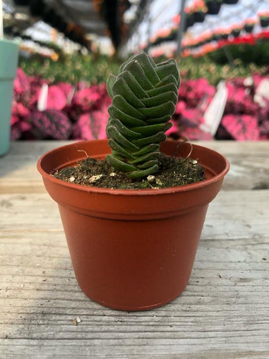 Crassula pyramidalis ‘Buddha’s Temple’