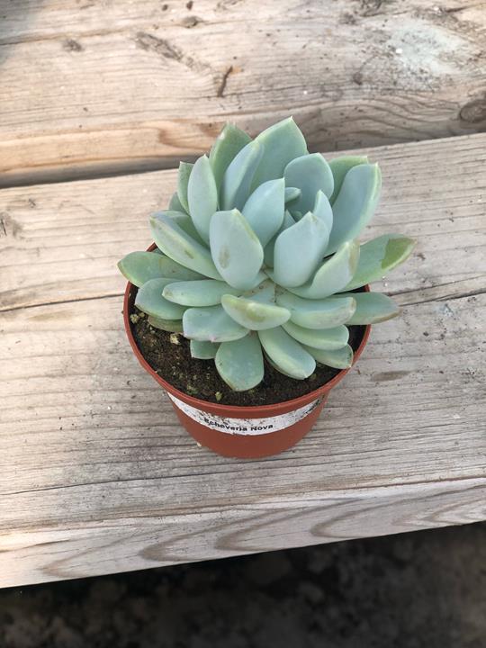 Echeveria 'Nova'