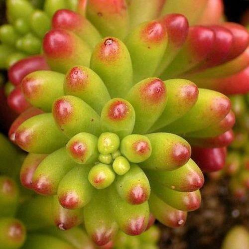 Sedum rubrotinctum 'Jelly Bean'