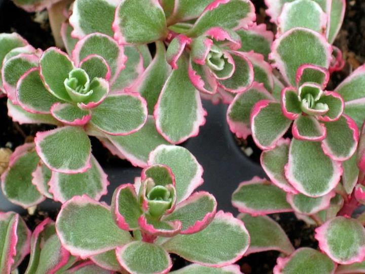 Sedum Spurium Tricolor