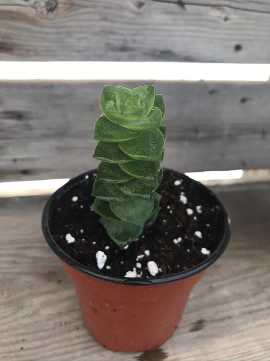 Crassula perfossa