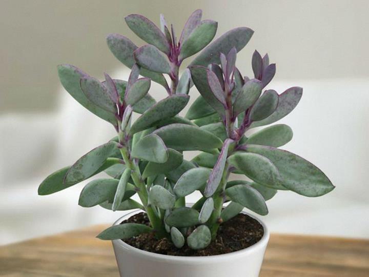 Senecio crassissimus 'Vertical Leaf'