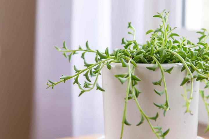 Senecio peregrinus 'String of Dolphins'