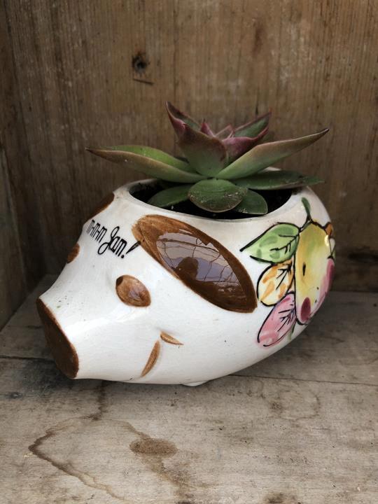 Pot vintage décoratif - succulente