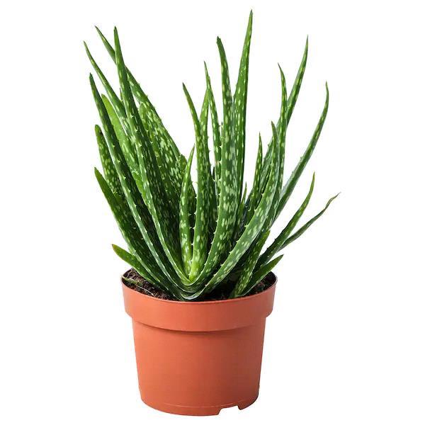 Aloes Vera