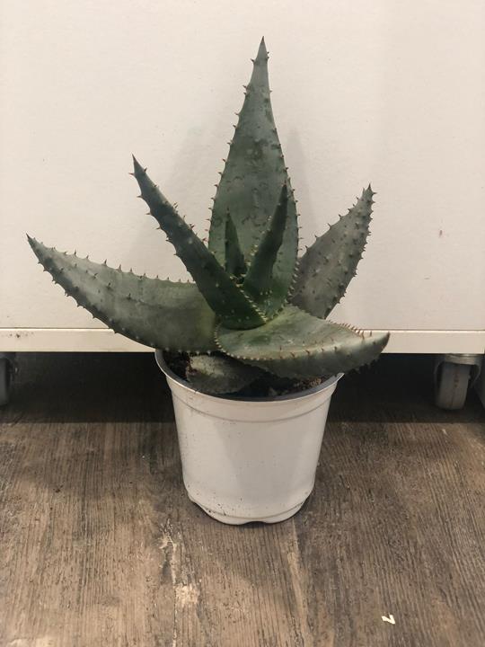 Aloe peglerae