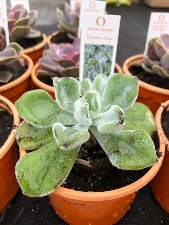 Echeveria pulvinata 'Frosty'