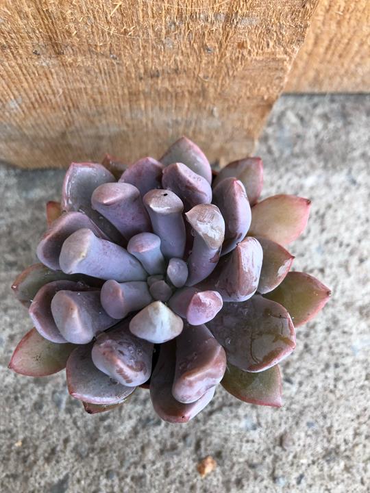 Echeveria x graptosedum ''Topsy Debbi''