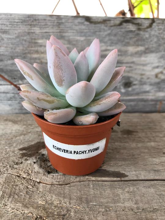 Echeveria x Pachyphytum yvonii