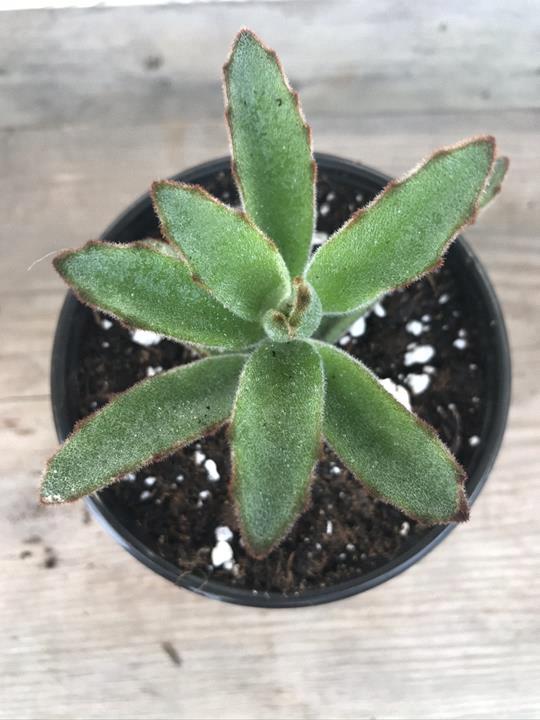 Kalanchoe tomentosa 'Dorothy'