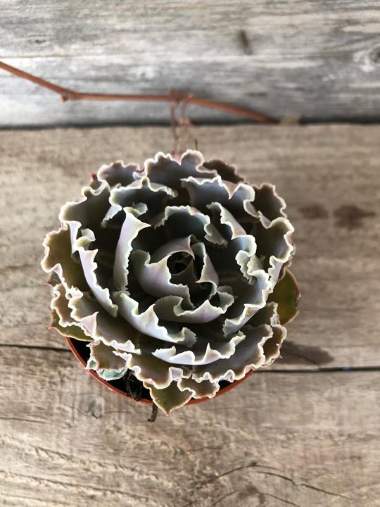 Echeveria shaviana (Silver)