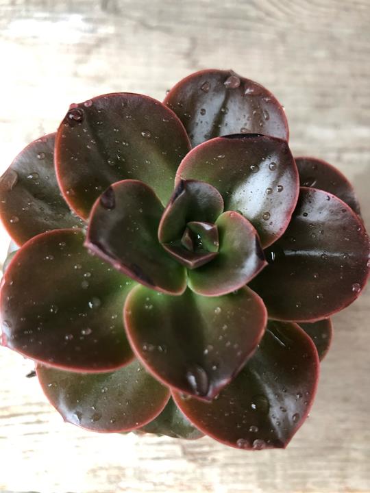 Echeveria Burgundy Pearl