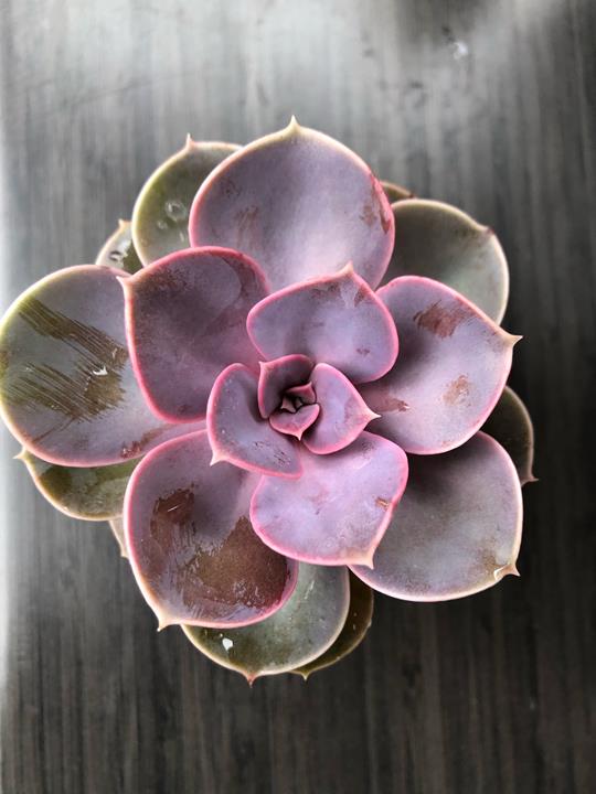 Echeveria hybrid 'Red Sky'