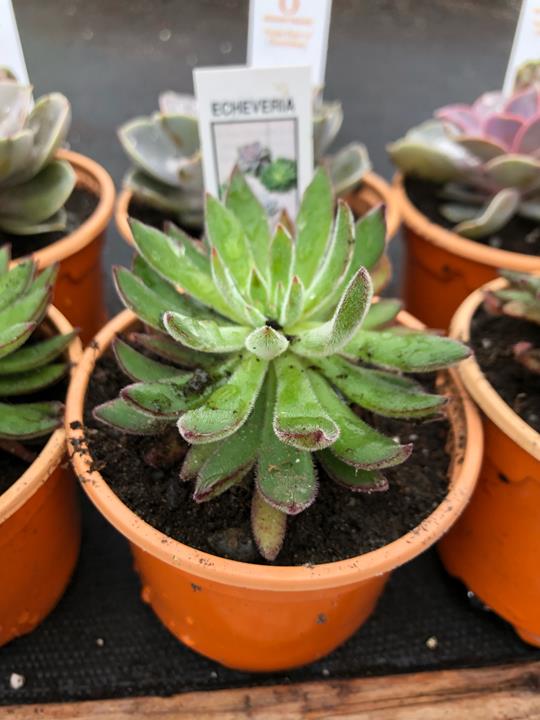 Echeveria setosa 'Arrow'