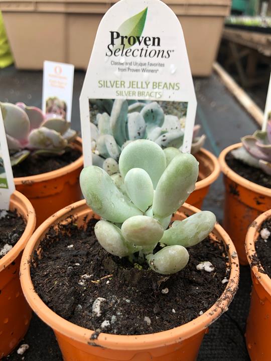 Pachyphytum bracteosum 'Silver Jelly Bean'