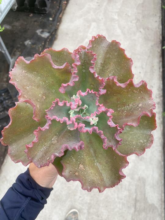 Echeveria 'Dick's Pink'