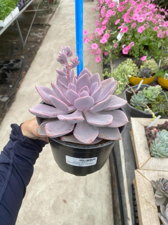 Echeveria graptoveria 'Debbie'
