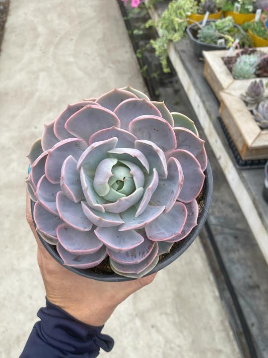 Echeveria Lotus