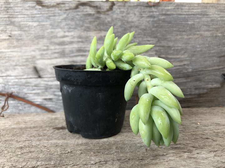 Sedum morganianum 'Burrito'