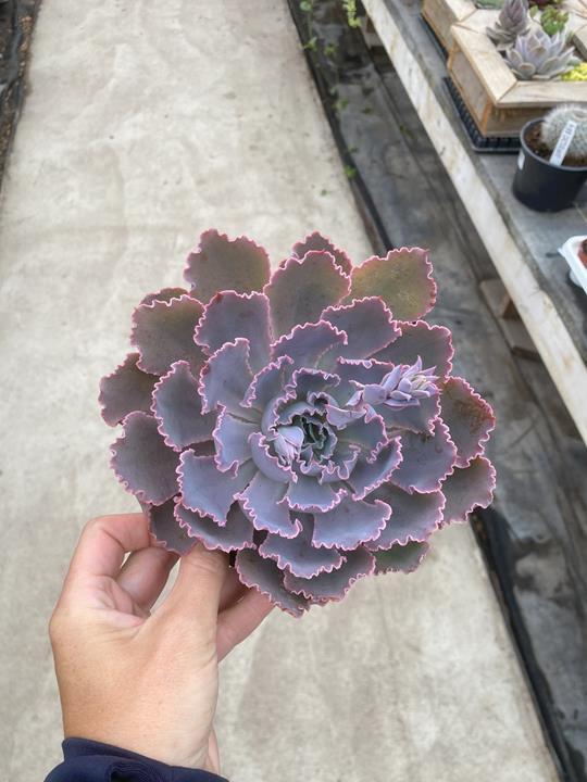 Echeveria Neon Breakers