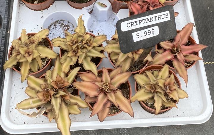 Crypthantus assortis