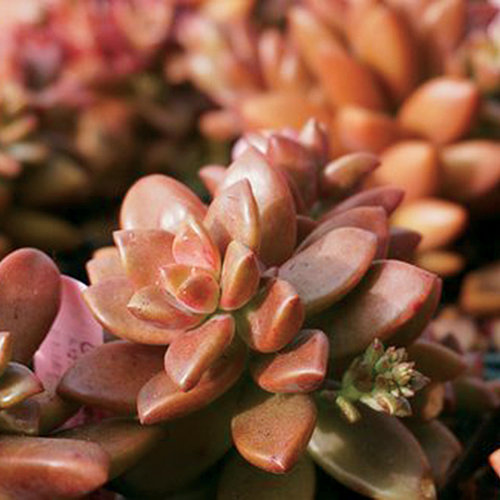 Graptosedum sp. 'Vera Higgins'