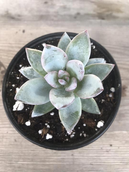 Echeveria exotica 'Ice Crystal'