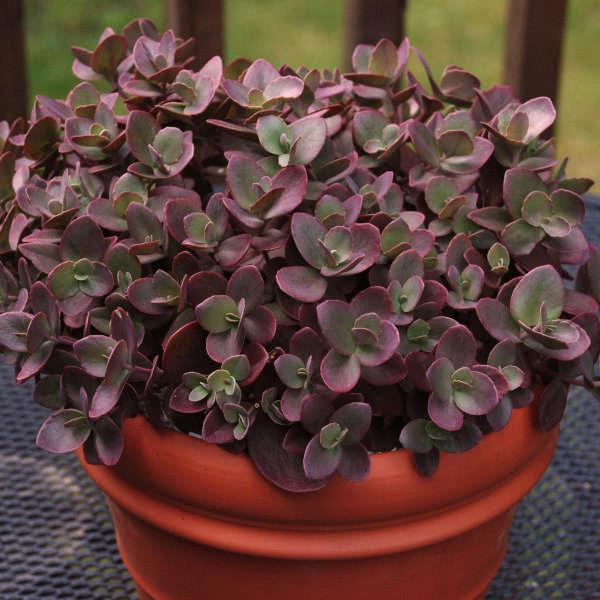 Sedum SunSparkler® Cherry Tart