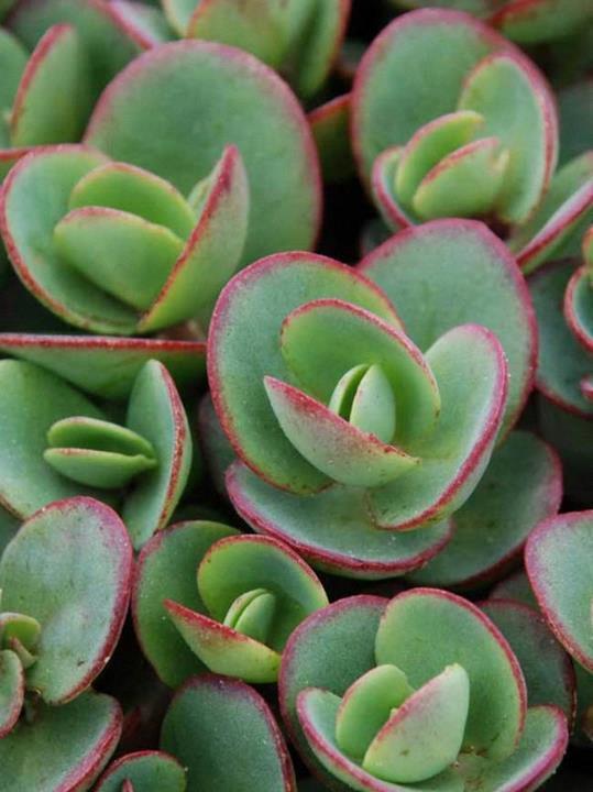 Sedum SunSparkler® Lime Zinger