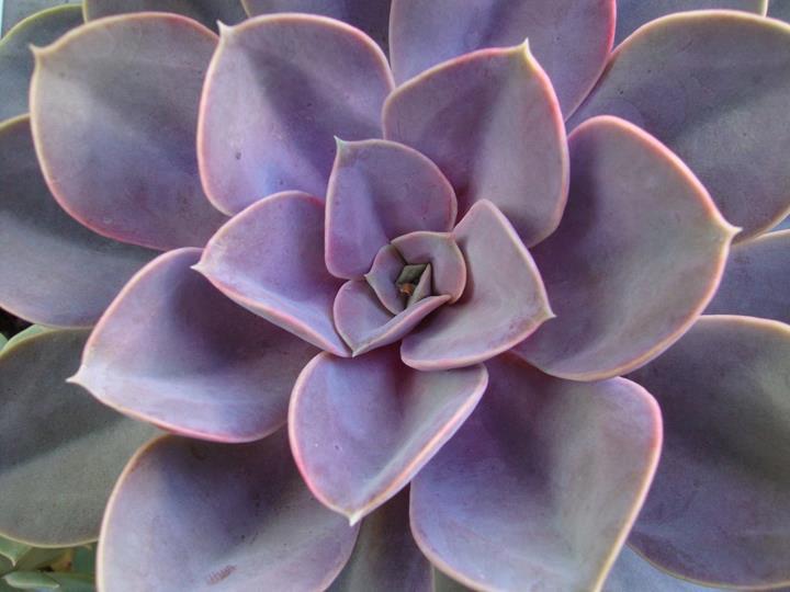 Echeveria gibbiflora x potosina 'Perle von Nürnberg'